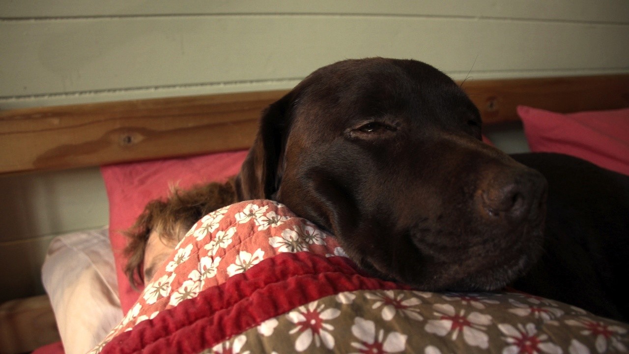 Baxter and Me