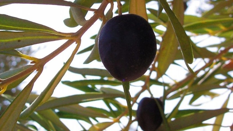 My Dear Olive Tree