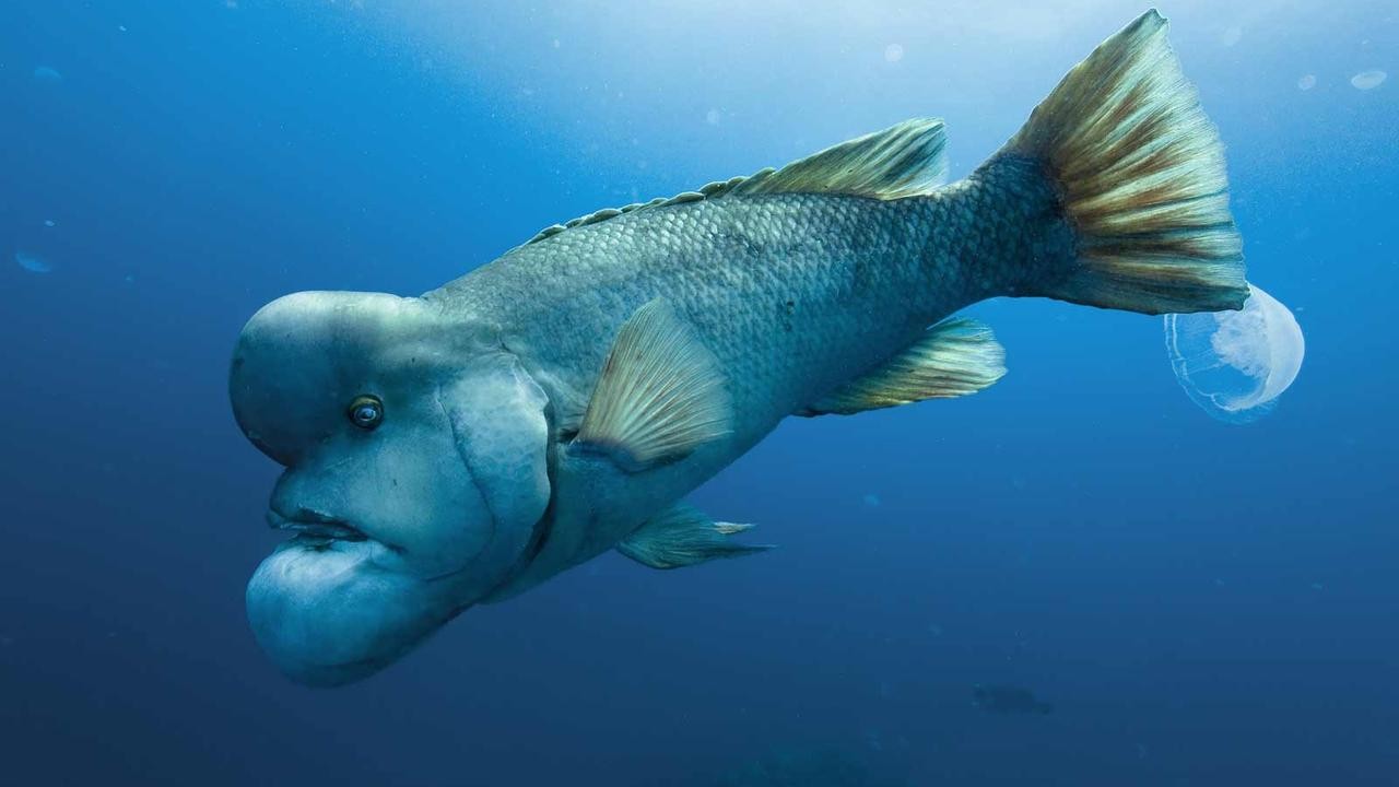 Image du film Océans