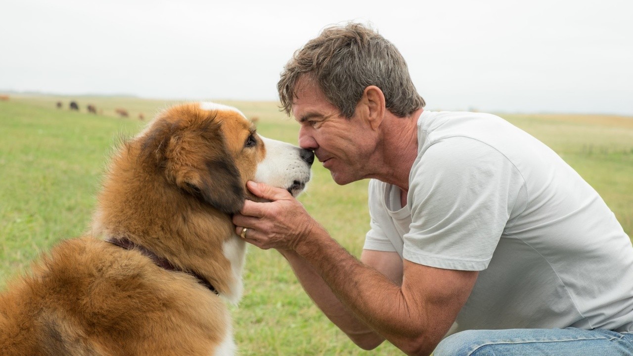 A Dog's Journey