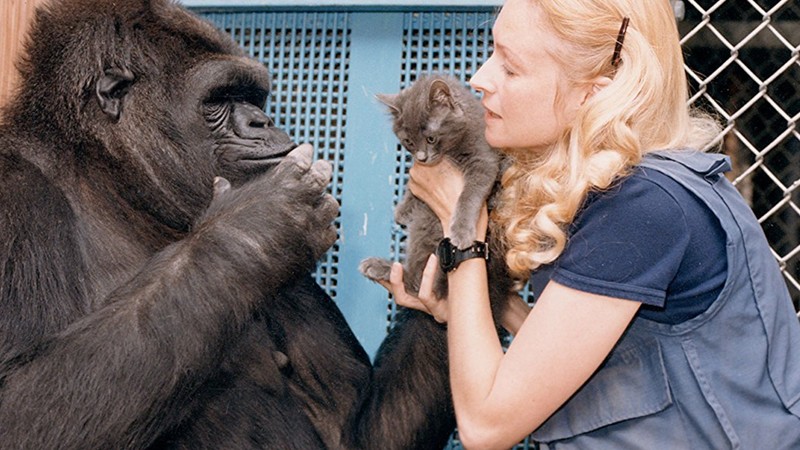 Koko: The Gorilla Who Talks to People