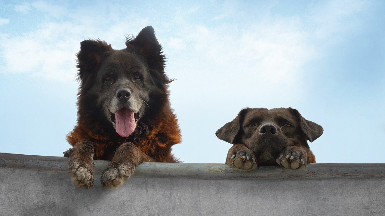 Image du film Los Reyes