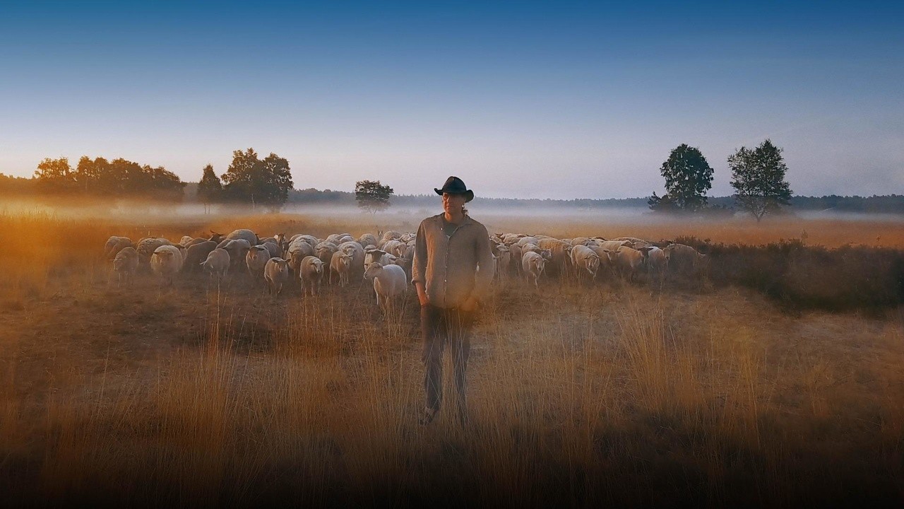 Sheep Hero