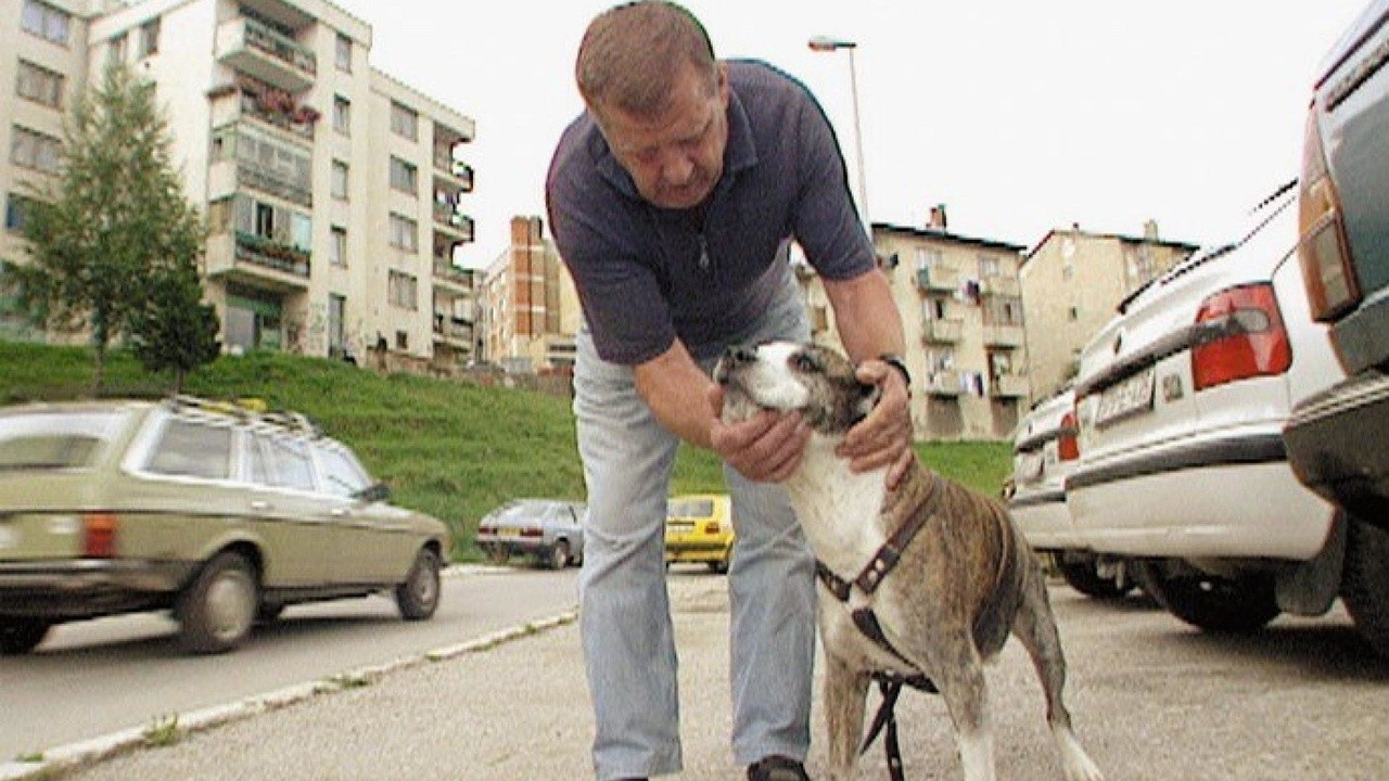 Sarajevo's Dog