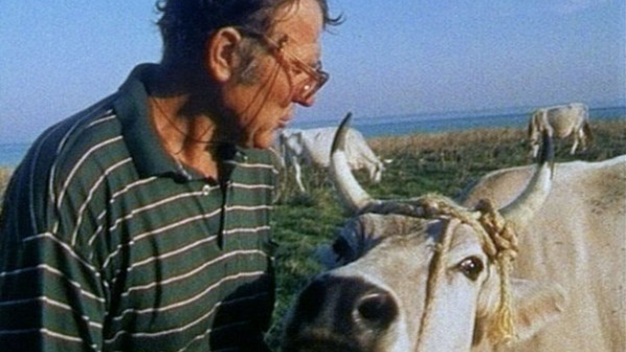 Of Cows and People