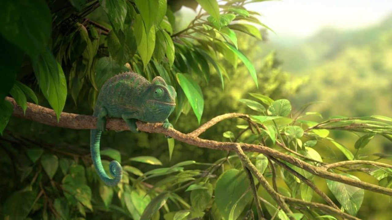 Our Wonderful Nature: The Common Chameleon