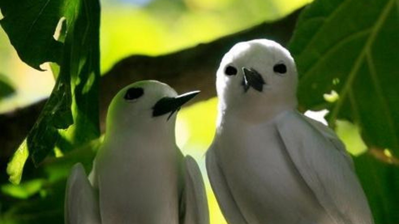 Men and Birds on Cousin Island