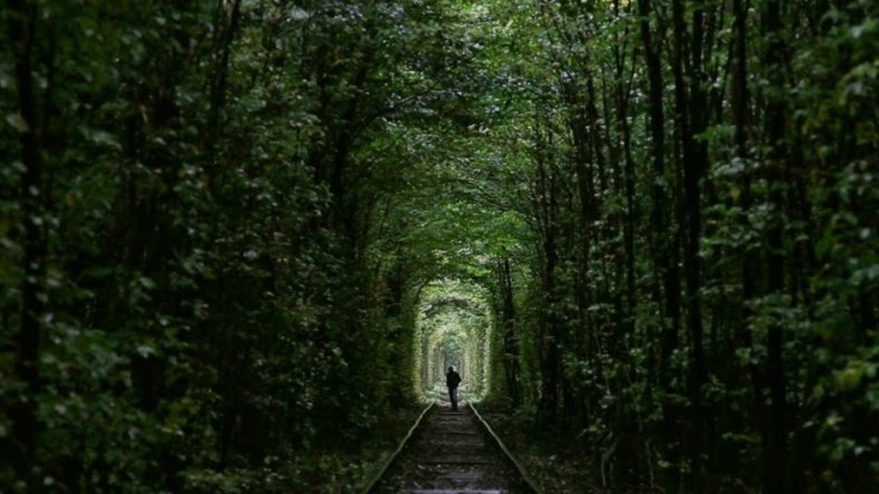 Strange Forest
