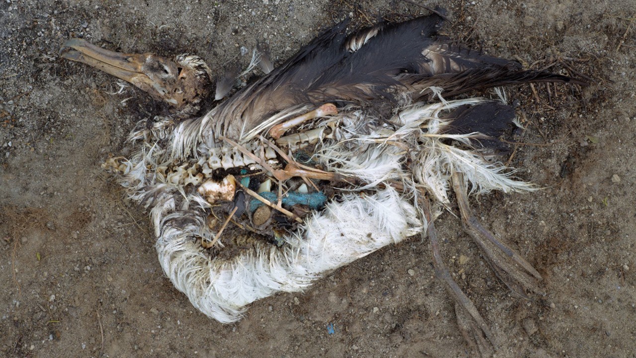 Albatross