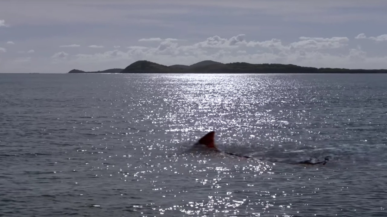 Toxic Shark
