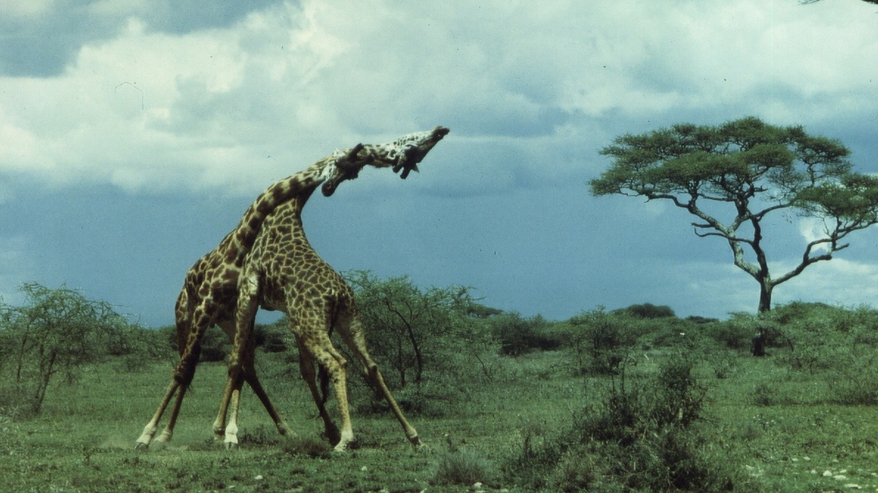 Serengeti Symphony