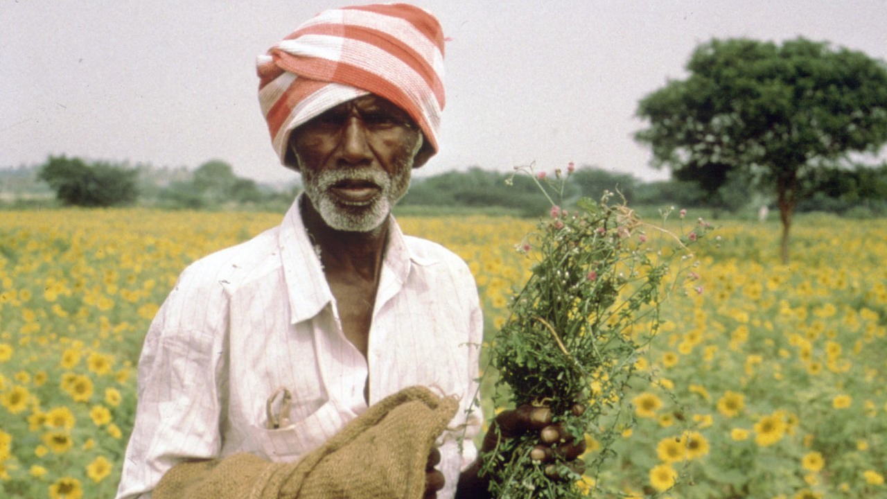 Image du film Ayurveda: l'art de la longévité