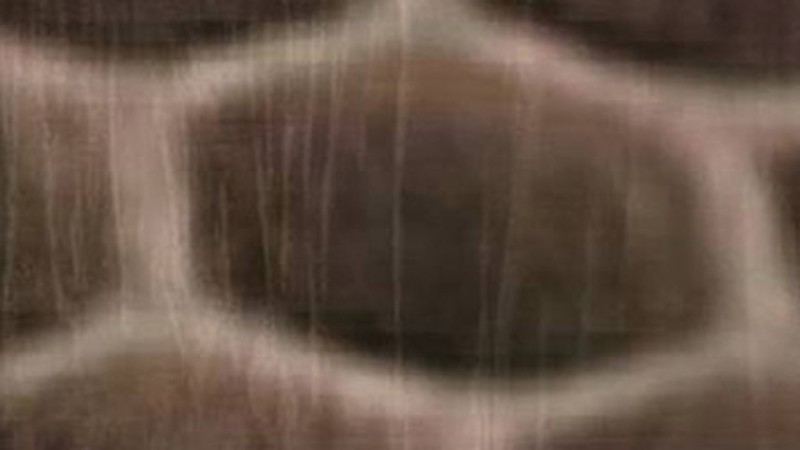 Wax, or the Discovery of Television Among the Bees
