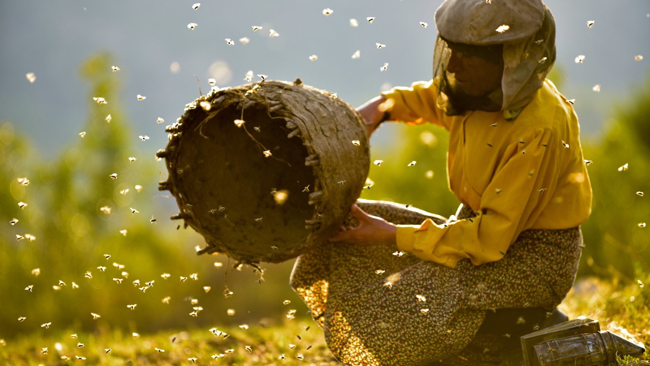 Image du film Honeyland