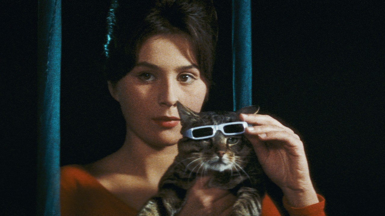 Image du film Un Jour un chat