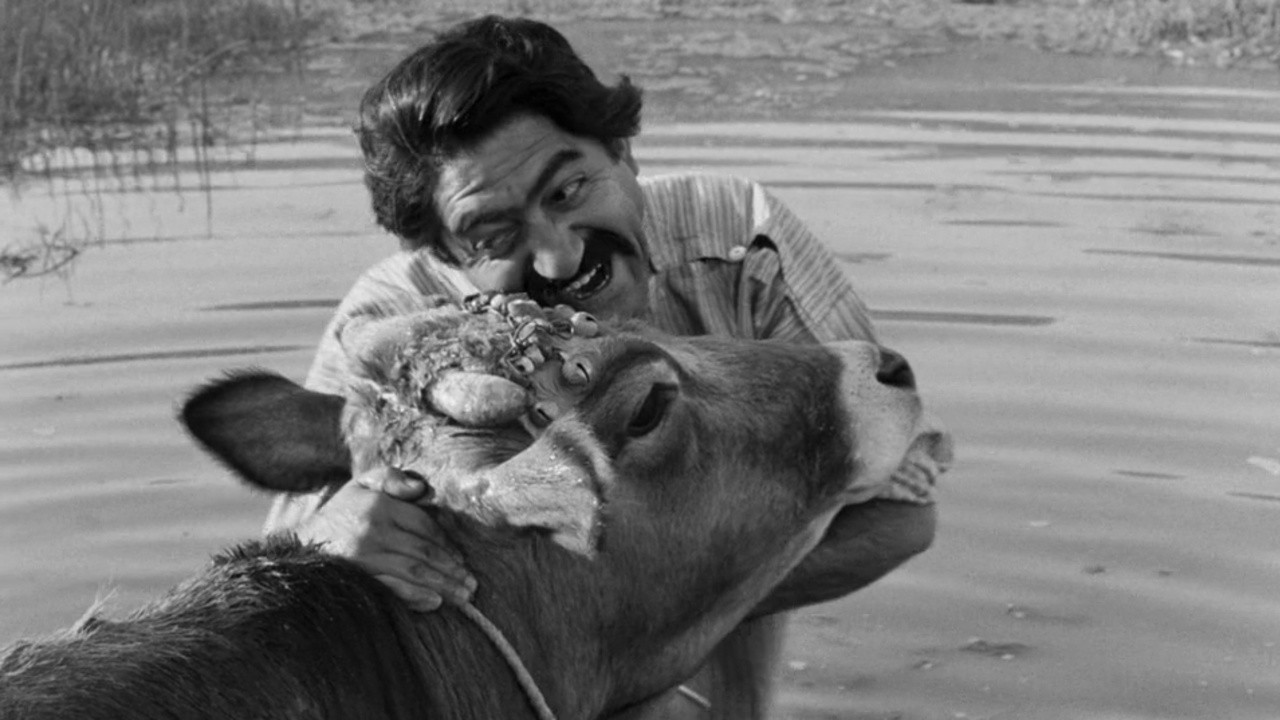 Image du film La Vache