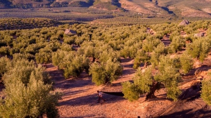 Virgin and Extra: The Land of Olive Oil