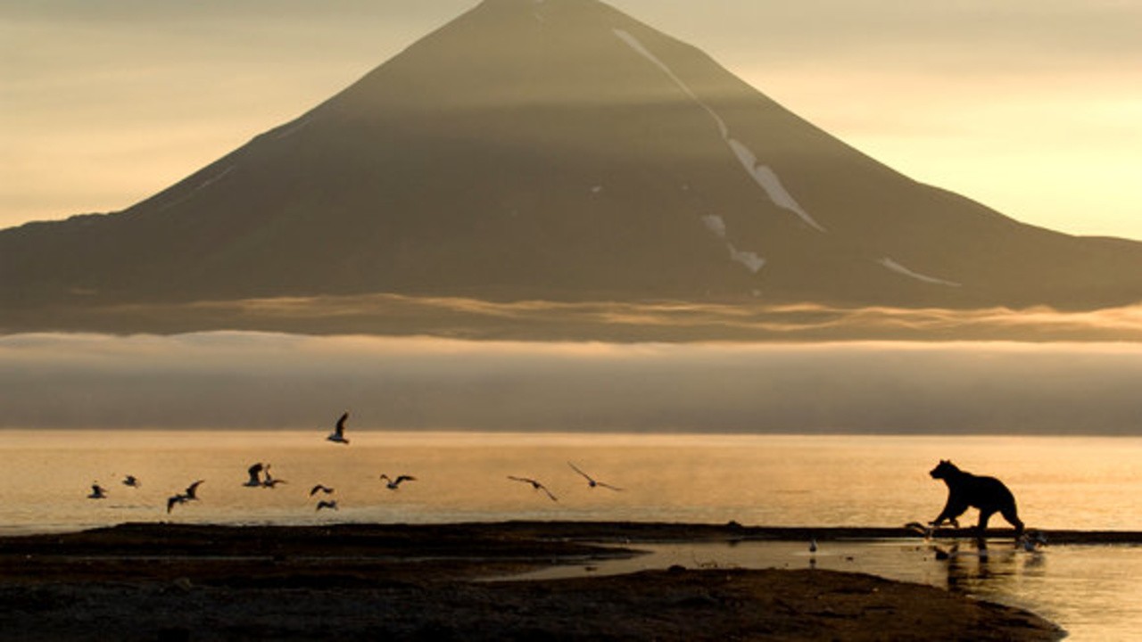 Image du film Terre des ours