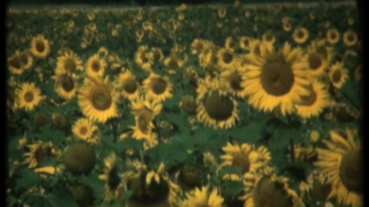 Image du film Les Tournesols