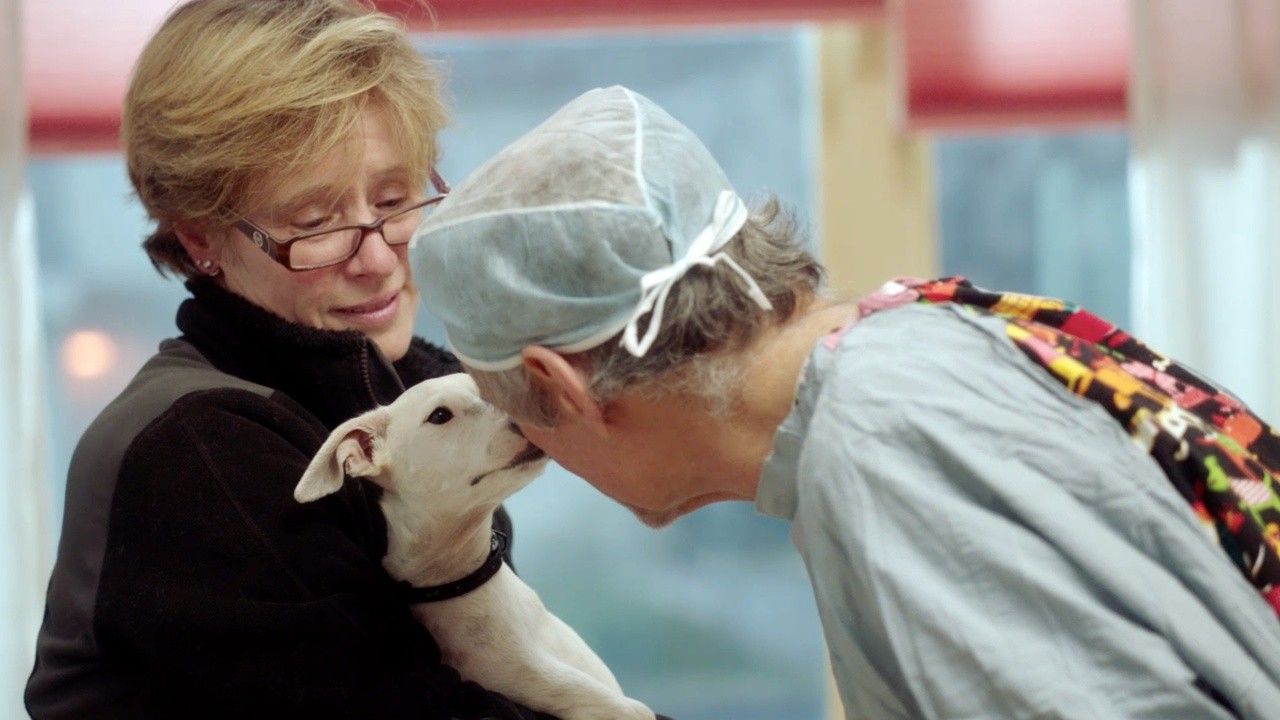 The Dog Doc