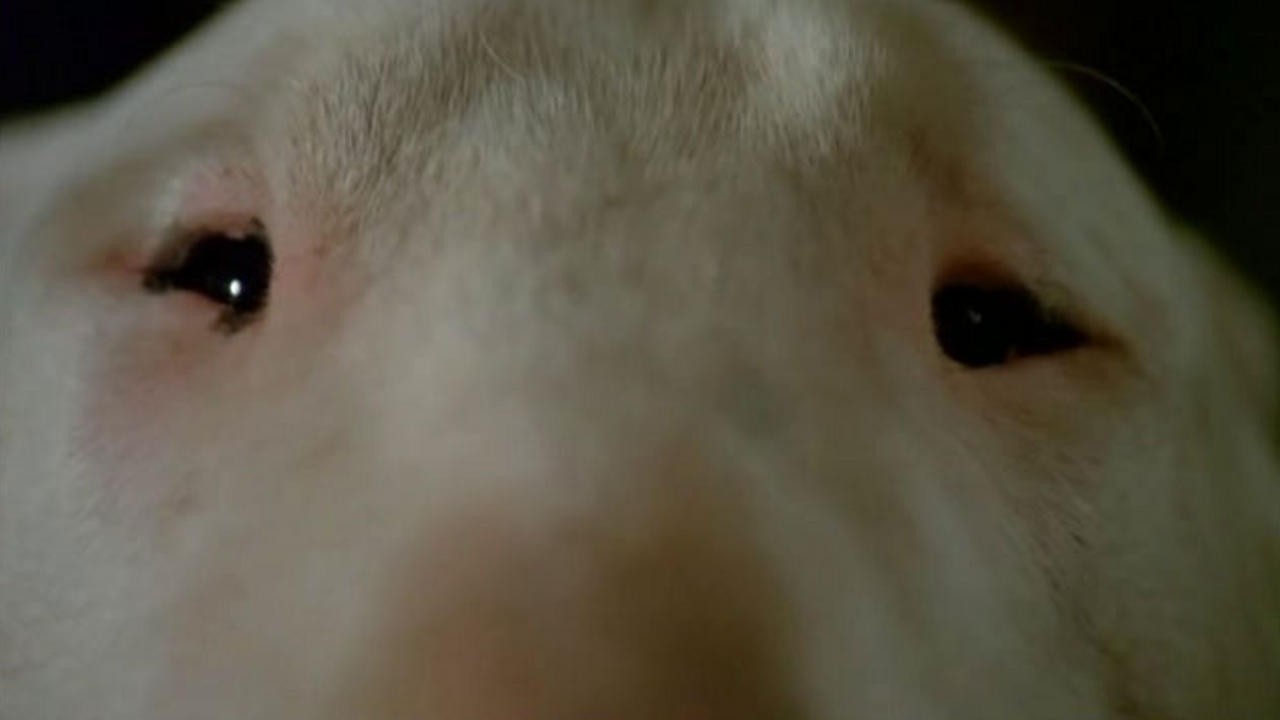 Image du film Baxter