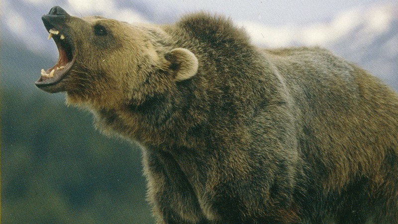 Bear Island (2007) MUBI