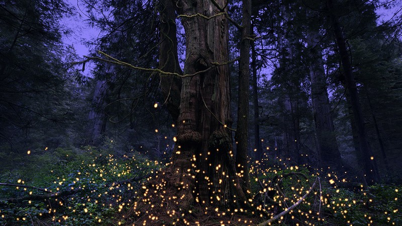 Embers and the Giants
