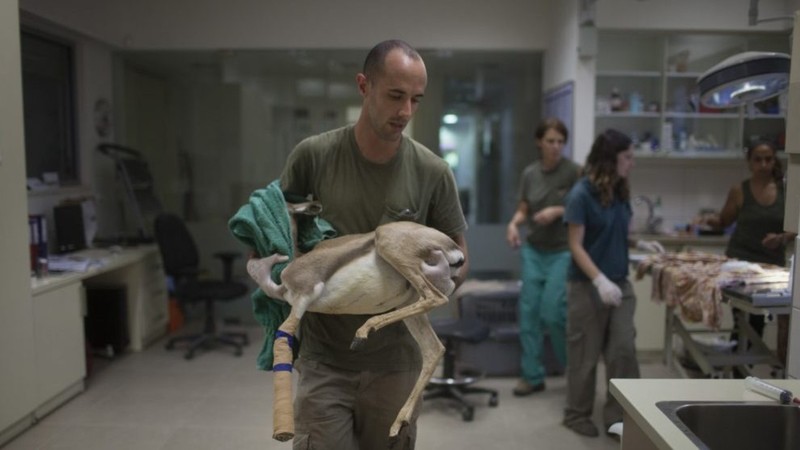 Wild: Life, Death and Love in a Wildlife Hospital