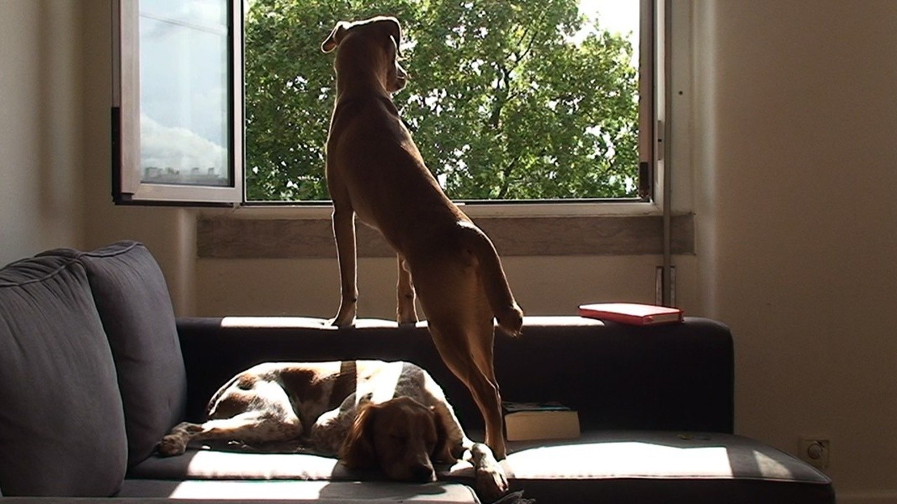 Our Home with the Dogs
