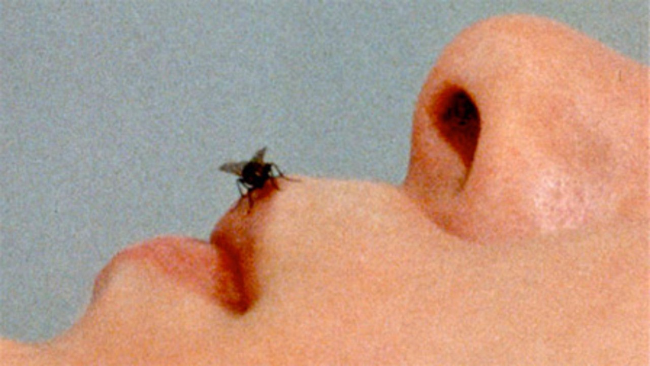 Fly