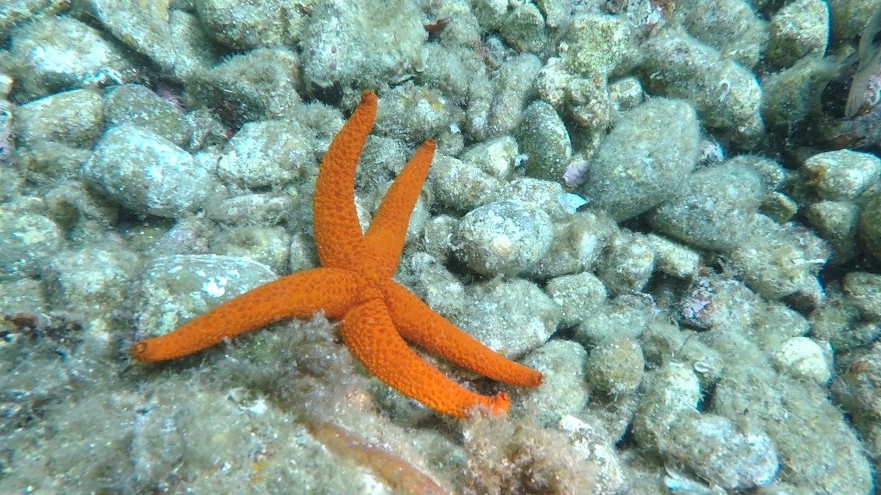 Starfish
