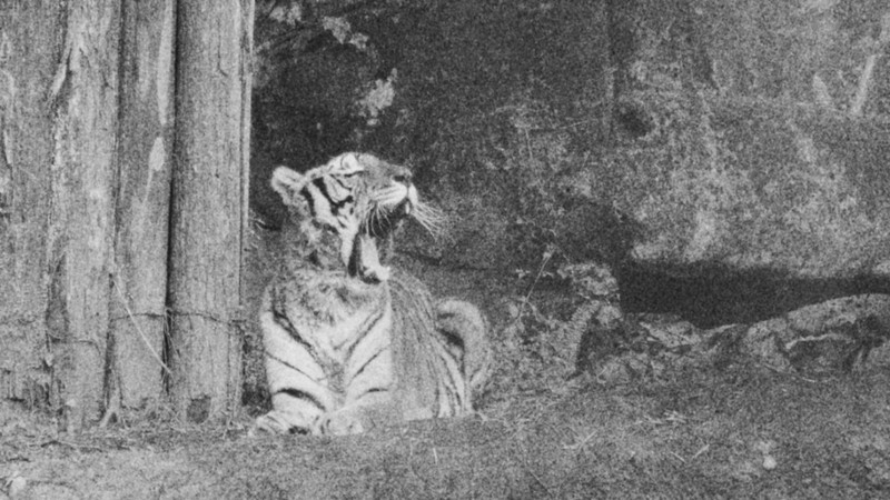 The Horrible Thirty: Me, My Father and Richard the Tiger
