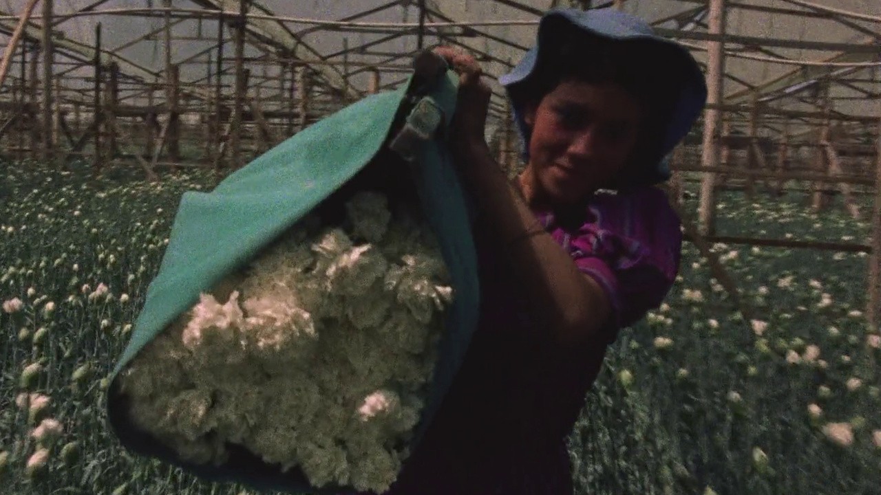 Image du film Amor mujeres y flores