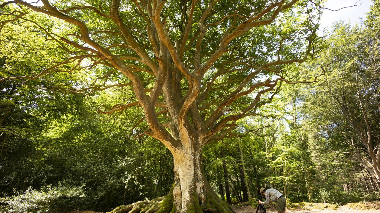 Image du film Les Arbres Remarquables, un patrimoine à protéger