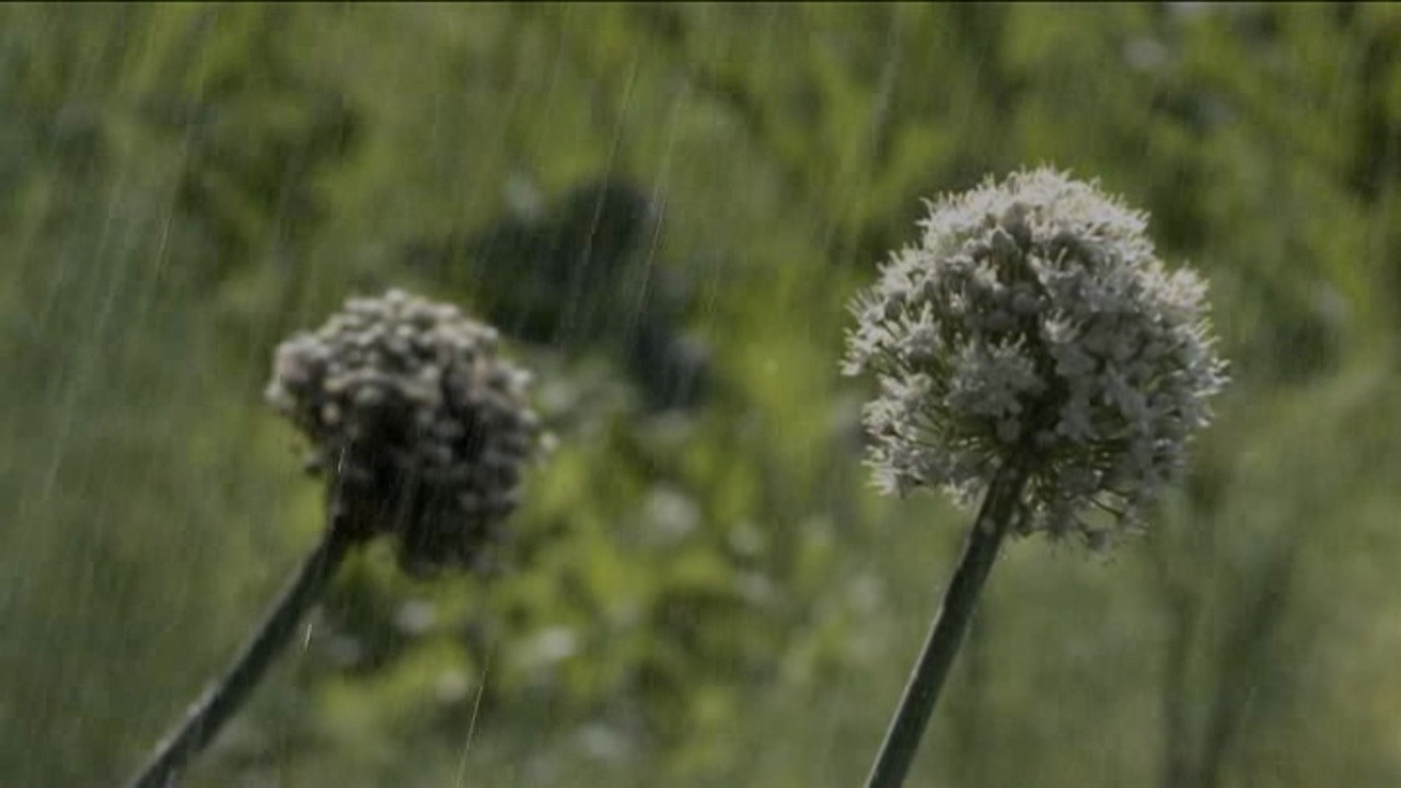 L'Orto di Flora