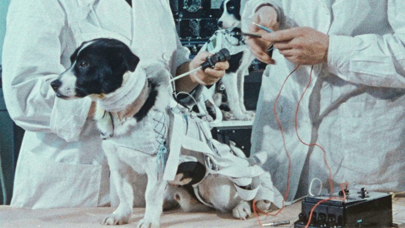 Cães do Espaço