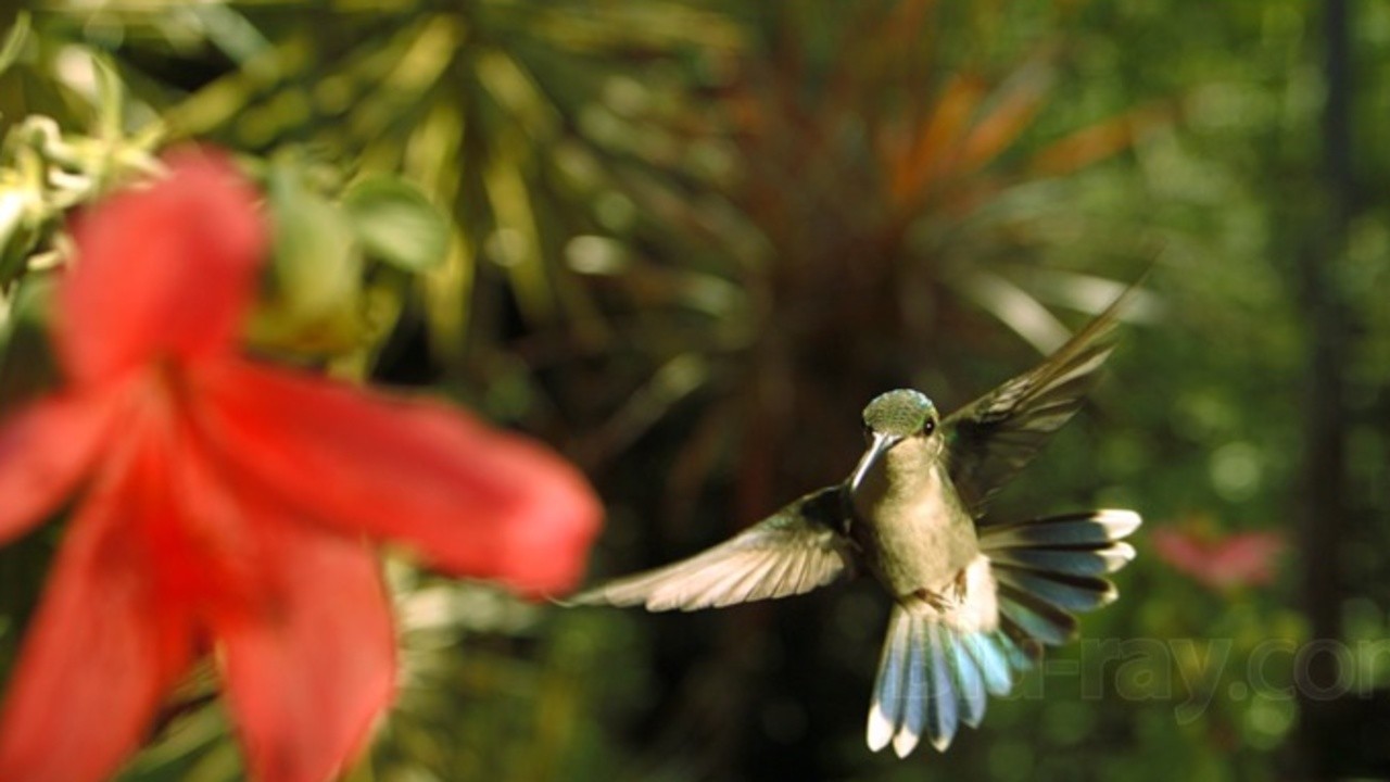 Disneynature: Wings of Life