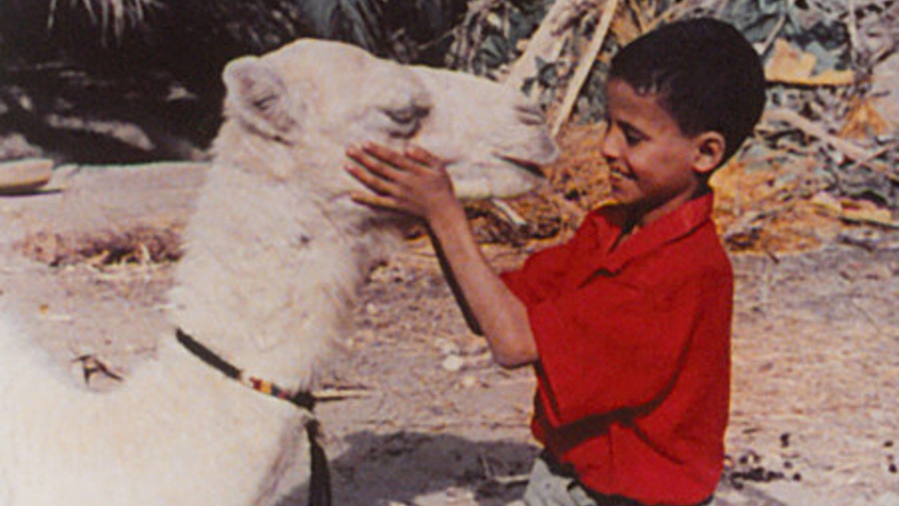 Zaa, The Little White Camel