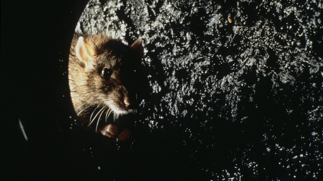 Rat (1998)