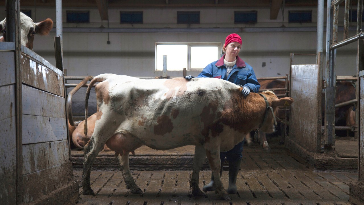 Image du film MJÓLK, La guerre du lait