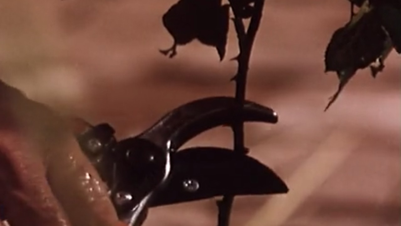 Mushrooms (1995) MUBI