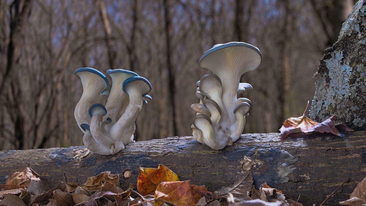 Fantastic Fungi