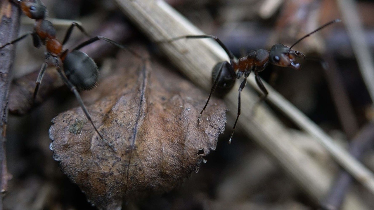 Where Do Ants Go