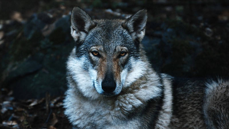 Grey Wolf