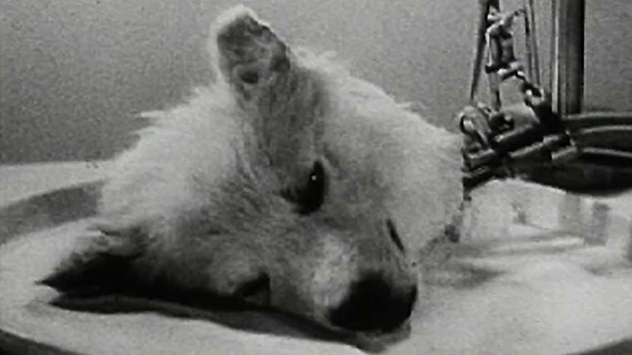 Experiments In The Revival Of Organisms 1940 MUBI