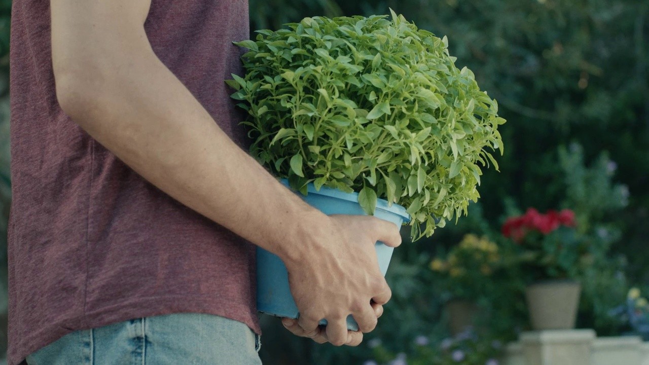 Basil