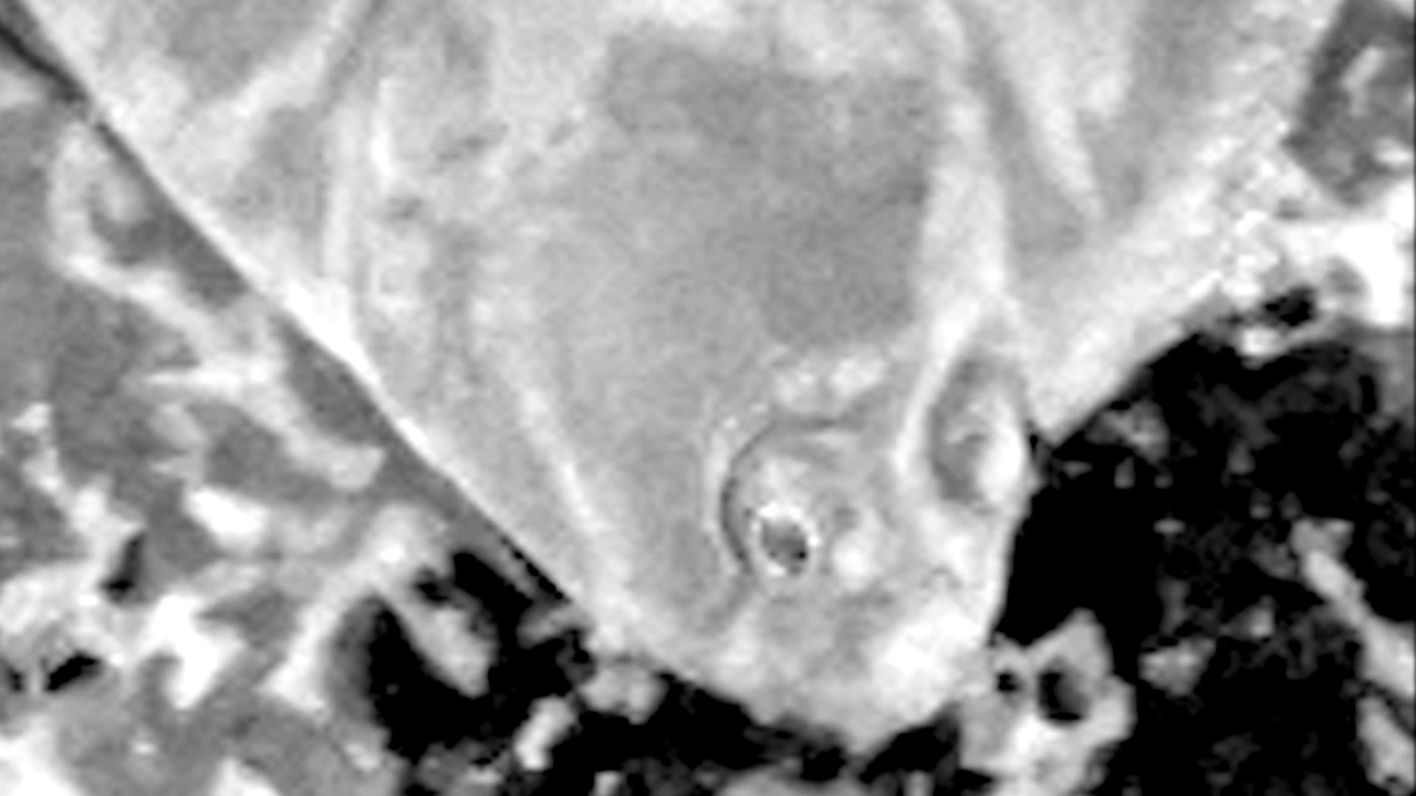 Fou rage - Lettre à mon oiseau perdu