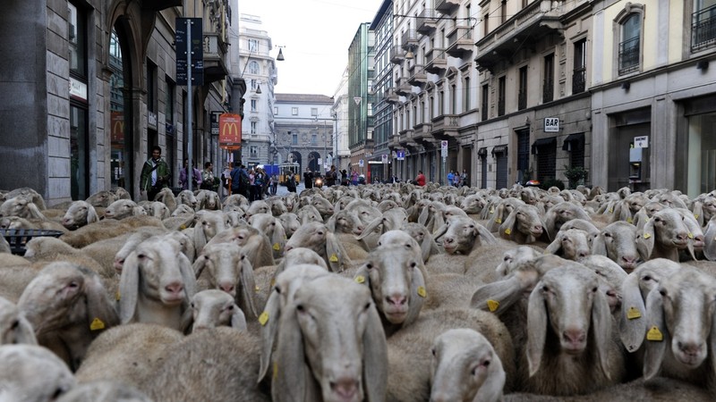 The Last Shepherd