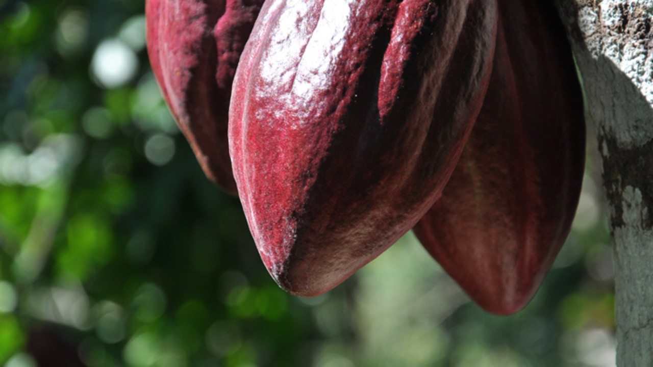 The Chocolate Farmer