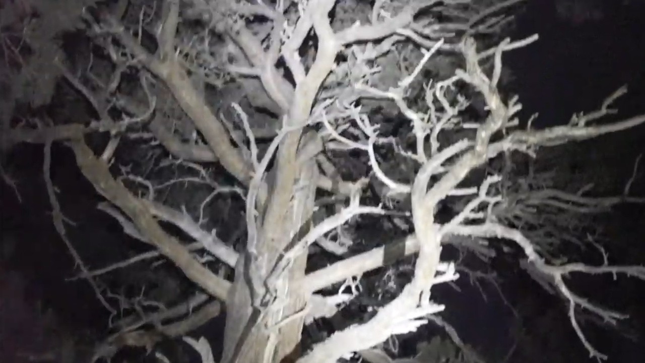 She Walks the Woods
